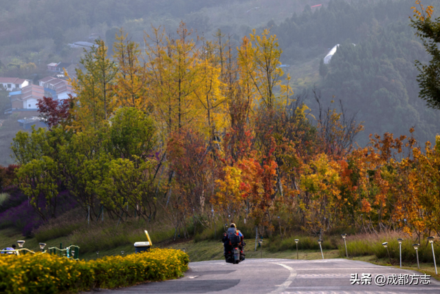 成都“枫”景天花板！再不看就晚了！