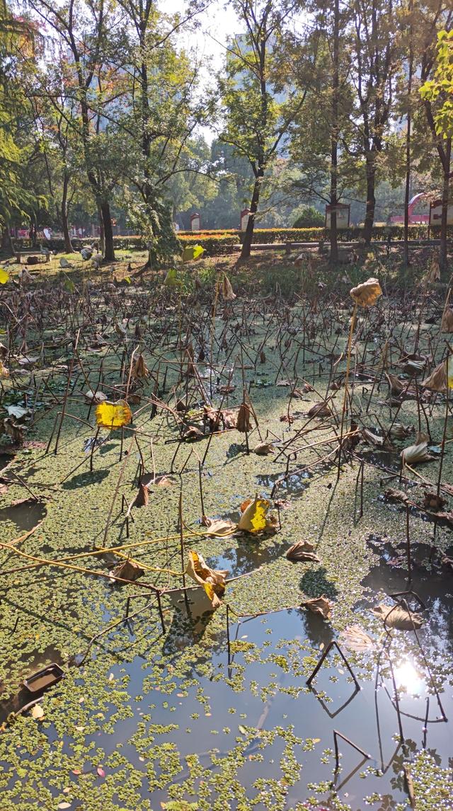 与残荷相遇：繁华落尽后的从容与坚守