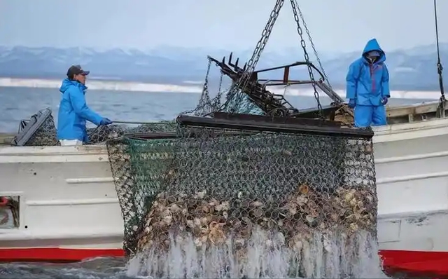 日本水产天塌了！6吨扇贝入华仅12天，首相一句话，871亿市场停摆