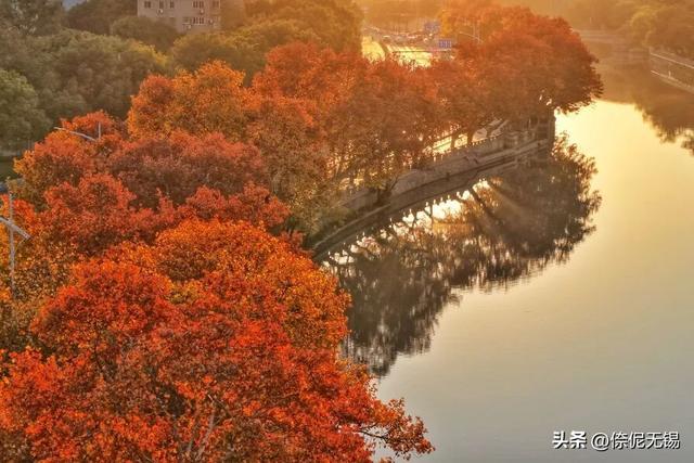 无锡市中心梧桐大道，迎来最浪漫时刻！