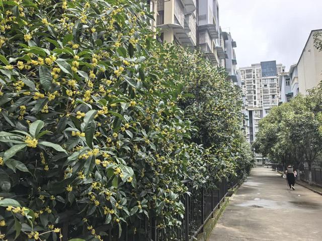 桂香漫高坪 酿出秋日甜韵