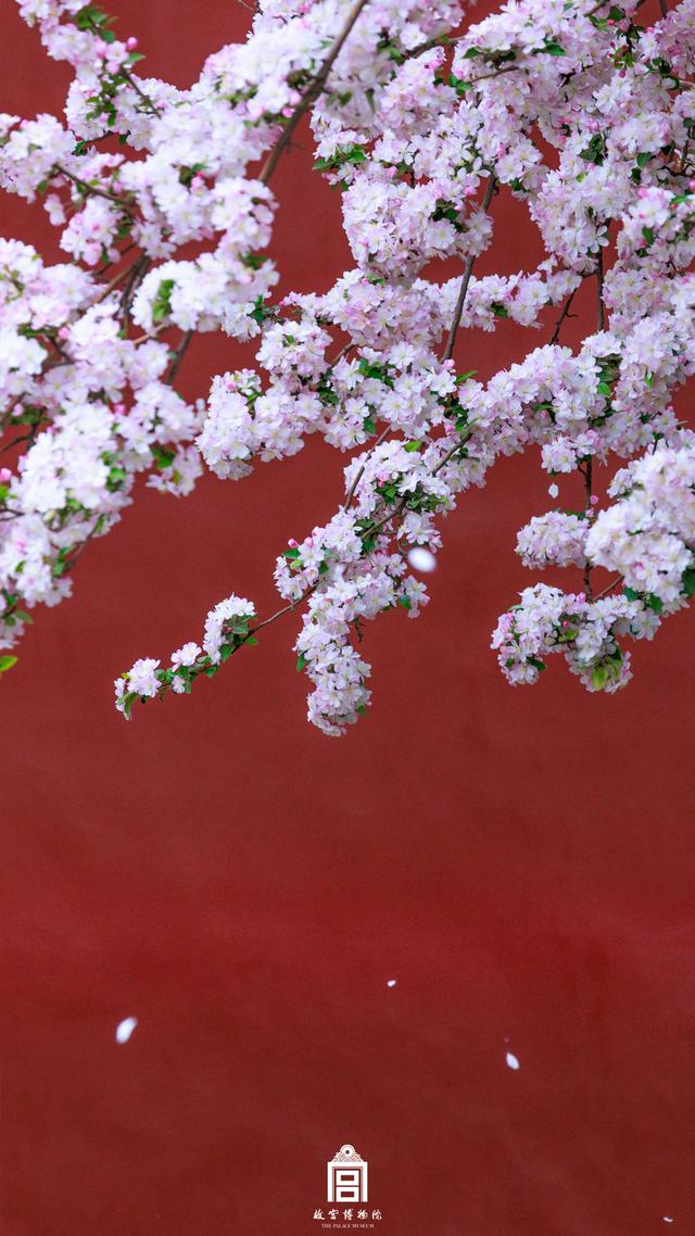故宫的花开了，给历史赋予了春天的气息