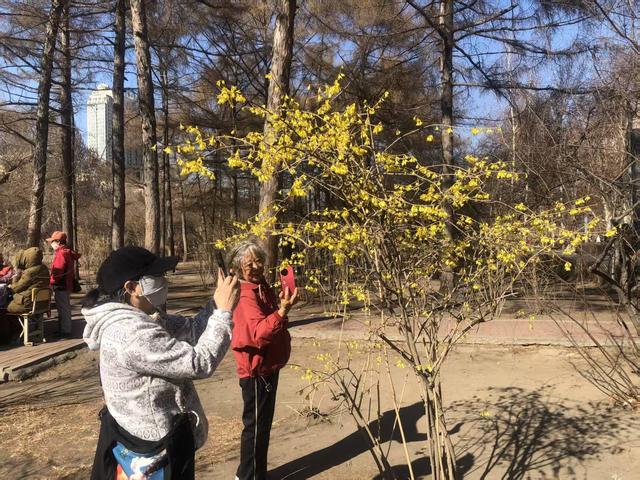 哈尔滨儿童公园120株连翘绽放