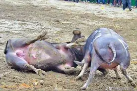 中国“传奇牛王”！体重近1吨撞死四头水牛，打遍西南无敌手！图片