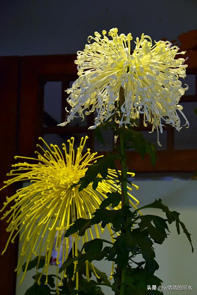 菊花是秋天里绝美的画卷