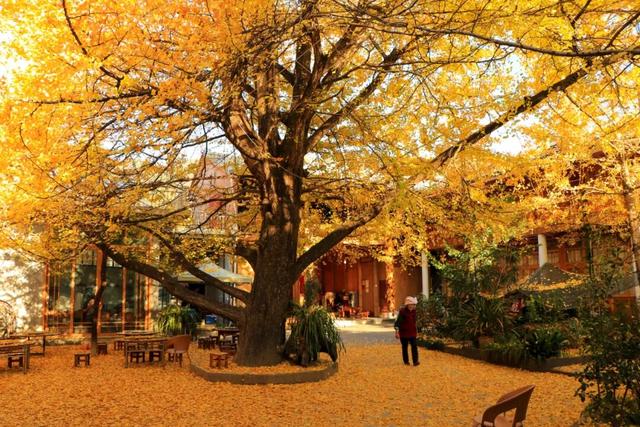 腾冲上榜！2025全国县域文旅融合百强揭晓，这座滇西秘境藏不住了