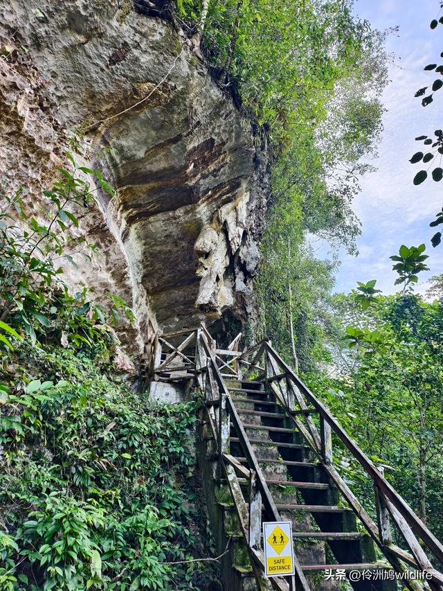 马来西亚(32)砂拉越州⑥世界遗产尼亚洞窟探险
