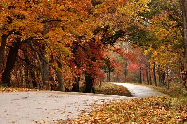 G334秋色正浓，漫红岭的红叶又美到炸裂了！