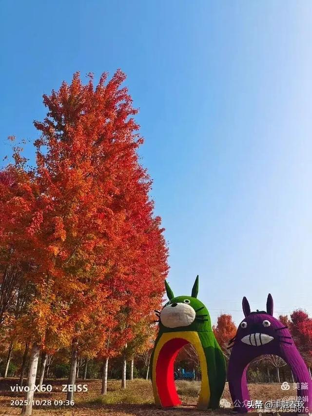 丹枫映秋,枫彩满楼|申艳娟