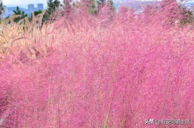 2025年海安云上森林超大规模网红粉黛花海+花海鹿群