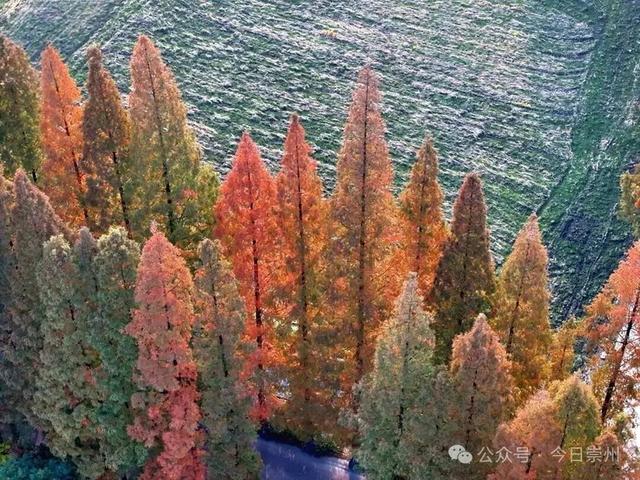 出片率100%！为崇州这些高颜值路连发三天朋友圈！