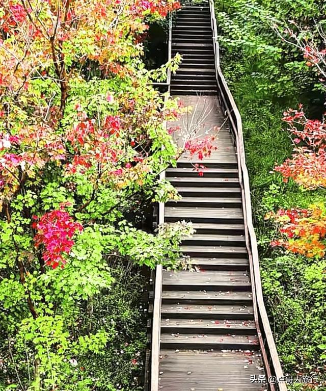 成都市区4大枫叶观赏地，彩林超惊艳，都不要门票，公交车可达！