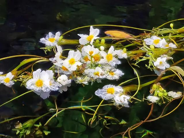大理的冬天,竟藏着一片会开花的湖!