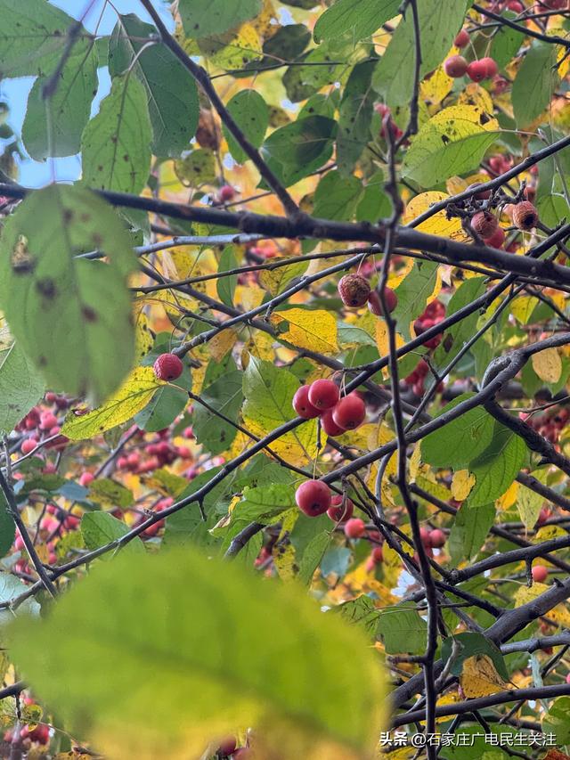冬日上新！石家庄市公园里海棠果 “染红枝头”，果香伴冬景超治愈