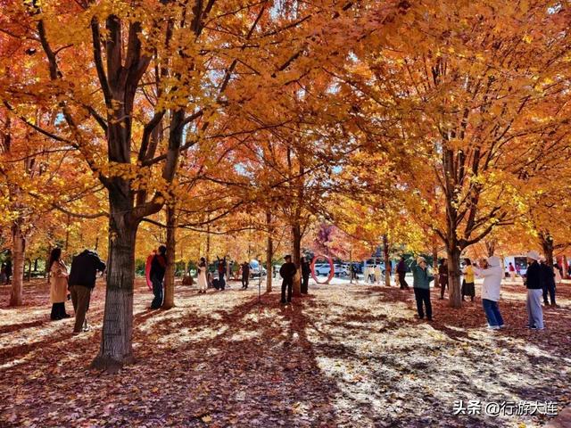 色彩峰值~走进横山公园“枫”景大片！