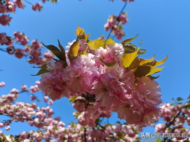 北京公园赏花记