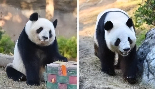 不到7天，支持率大跌10%，高市痛哭卖惨求稳	，朝鲜为中国送神助攻