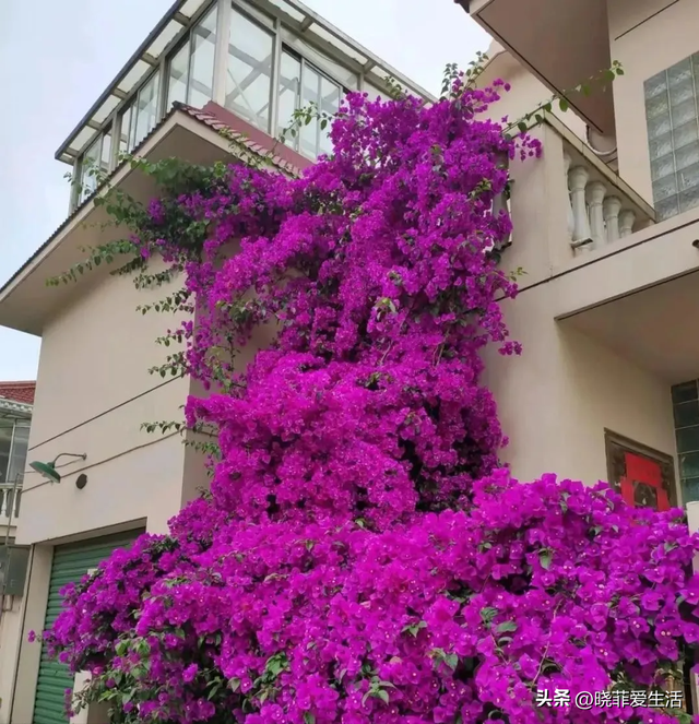 昆明一户人家门口，开出了5层楼的“花瀑”，太美，太壮观了~