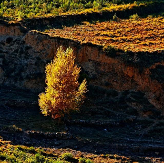 【白银文旅】冬已至秋渐远，再赏一波靖远的秋