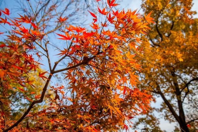 避开人潮寻秋色 | 我在杭州虎跑公园，邂逅一场红叶缄默的盛宴