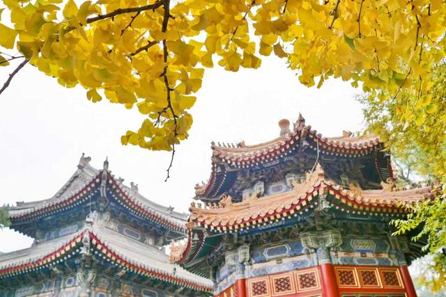 博物馆秋之旅｜相约“银杏季”！北京艺术博物馆银杏迎来最佳观赏期