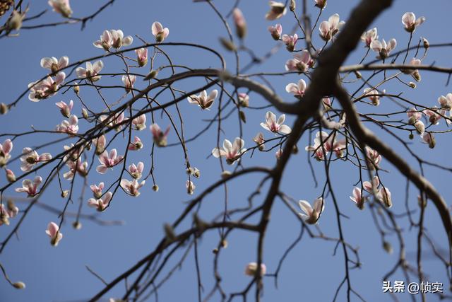 娇艳欲滴清新怡人，上海市花白玉兰竞相绽放美不胜收