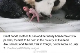 大熊猫“爱宝”“睿宝”“辉宝”入选《时代》周刊2023百佳照片图片