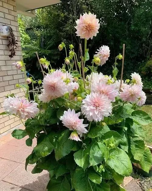 阳台院子必种！这10种花堪称传家宝＂，栽1回年年爆花