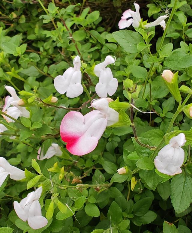 繁花似锦的秋天