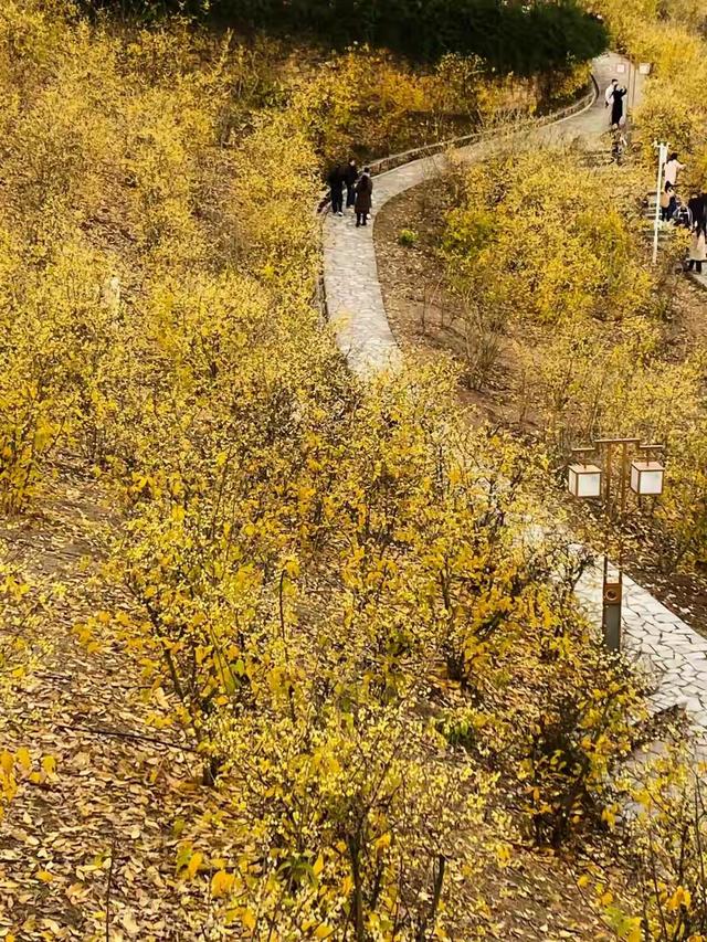 重庆冬日浪漫：3000株腊梅全开，地铁直达免费