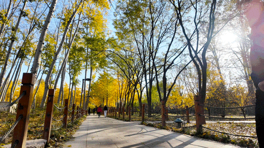 顺义白杨林：把冬日浅金，织进一帧鎏金诗篇里