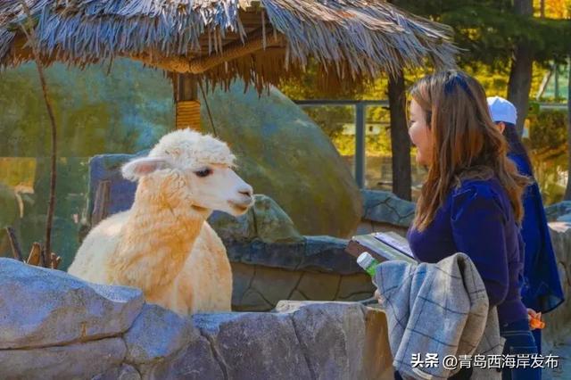 又美又可爱的西海岸!总要来一次!