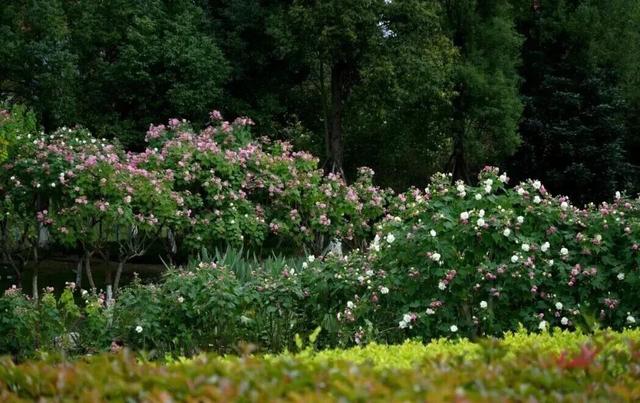 滴！赏秋“快递员”小园，持续为您派件→