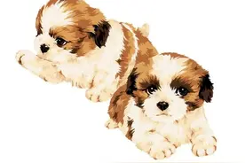 属狗人的小人属相是谁图片