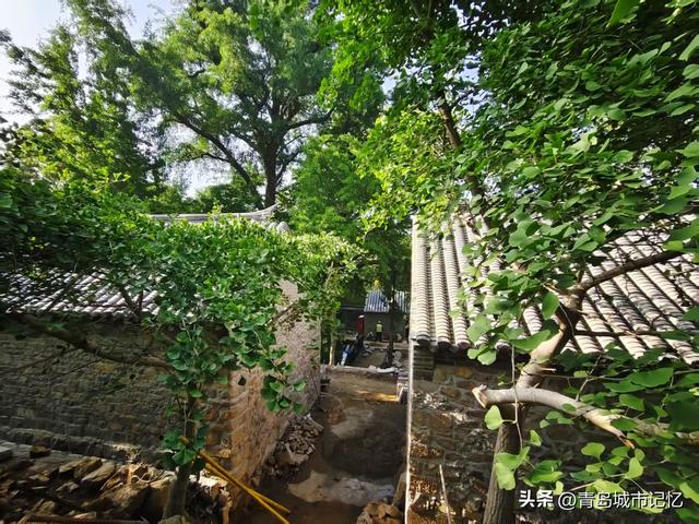 六百年历史的浮山荒草庵开始重修，曾被德国侵略者誉为最美的景点