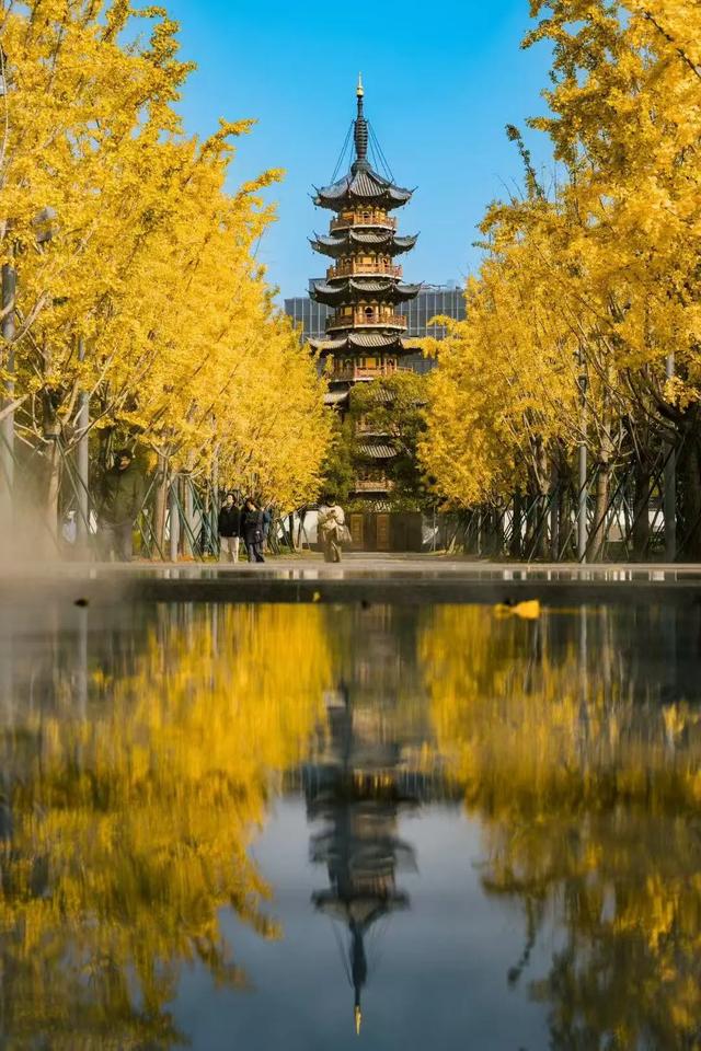 上海银杏浓度已达99%！这份含“金”量超高的浪漫别错过→