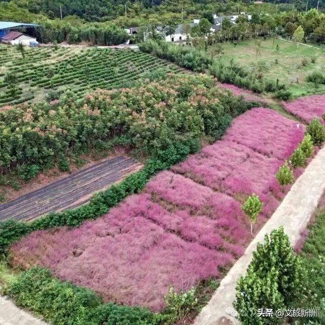 双节畅游新洲 | 粉的、紫的、金黄的…...新洲花海美成秋天童话！国庆假期来打卡~