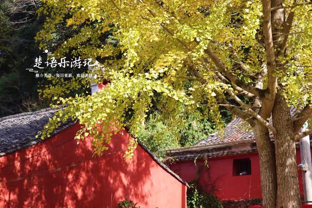 这里不愧是文化名村与景区村庄，银杏与红枫相映，美得一塌糊涂