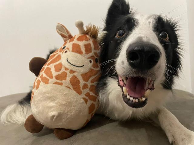 研究发现智力超群的犬展现类人理解能力：口头标签的扩展性研究