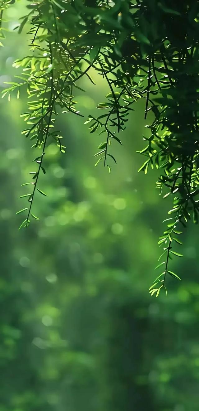 #治愈系风景 #全屏高清手机壁纸
