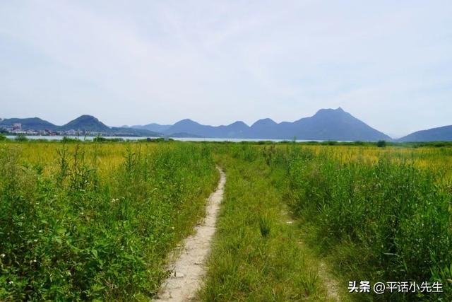 寻找福州八月最美的稻田