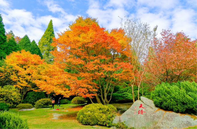 六重优惠！超多活动！庐山赏枫季开启！