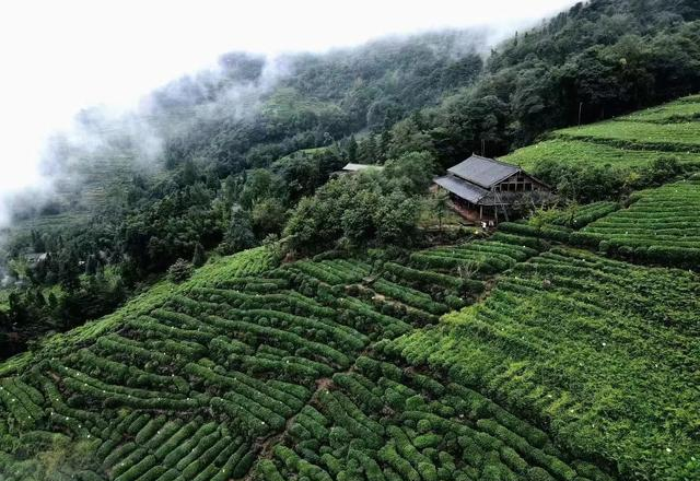 世界上只有中国四川省雅安市才有的 “全球独一无二的 5 大奇景”