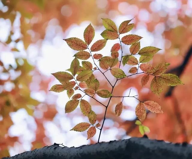 秋日限定|“落叶不扫”模式开启,44条景观道观赏指南请收藏!