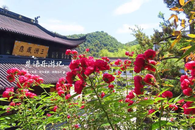 浙江宁波这两处银杏赏地比邻而居，又进入最佳观赏季，拍照很出片