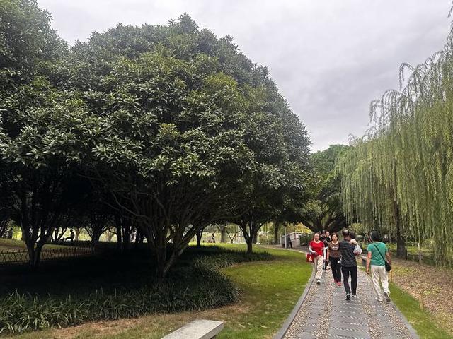 温州市区桂花“想不开”，春天的樱花竟“返场”在十月“梅开二度”