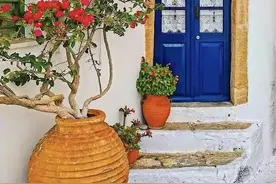 养花时间久了才发现，被人们过度追捧的三角梅，是个“大坑货”图片