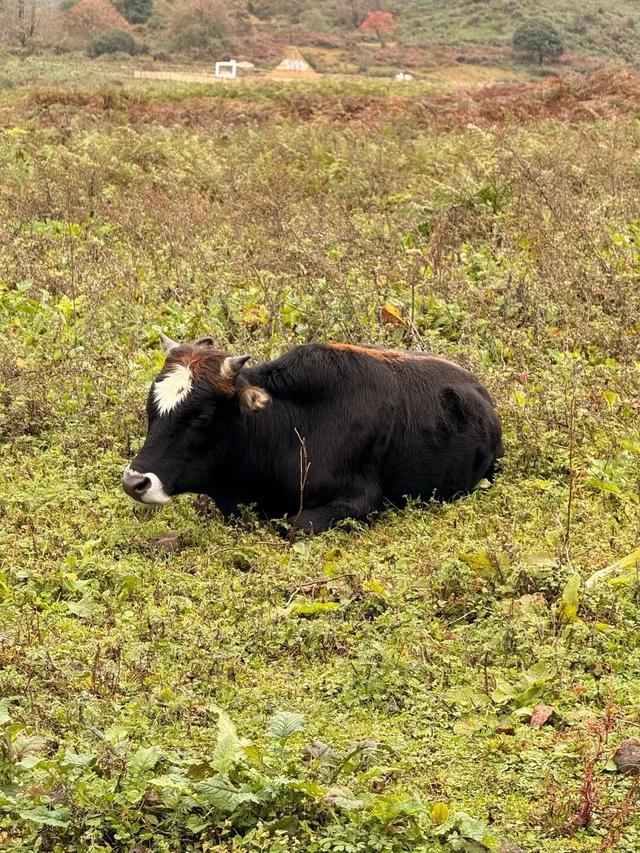 秋天还没过够？那就去乐山留住秋天！