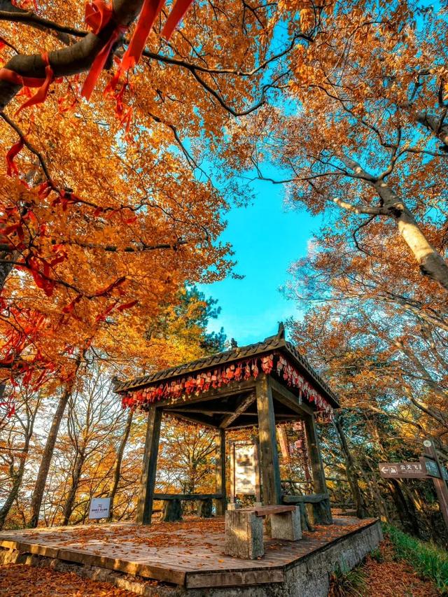 听劝！别再去光雾山米仓山人挤人，红叶没有啦！