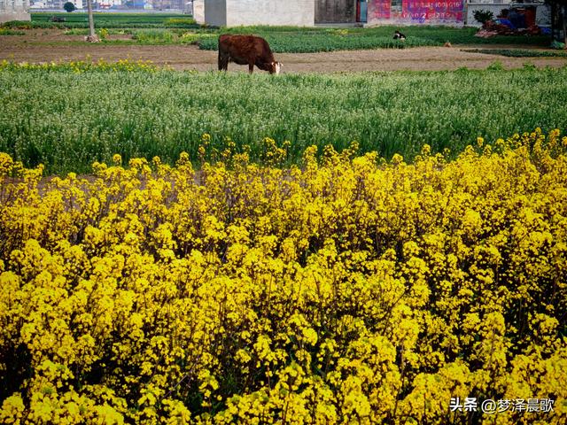 云梦县进入春季赏花模式 城乡处处皆春色